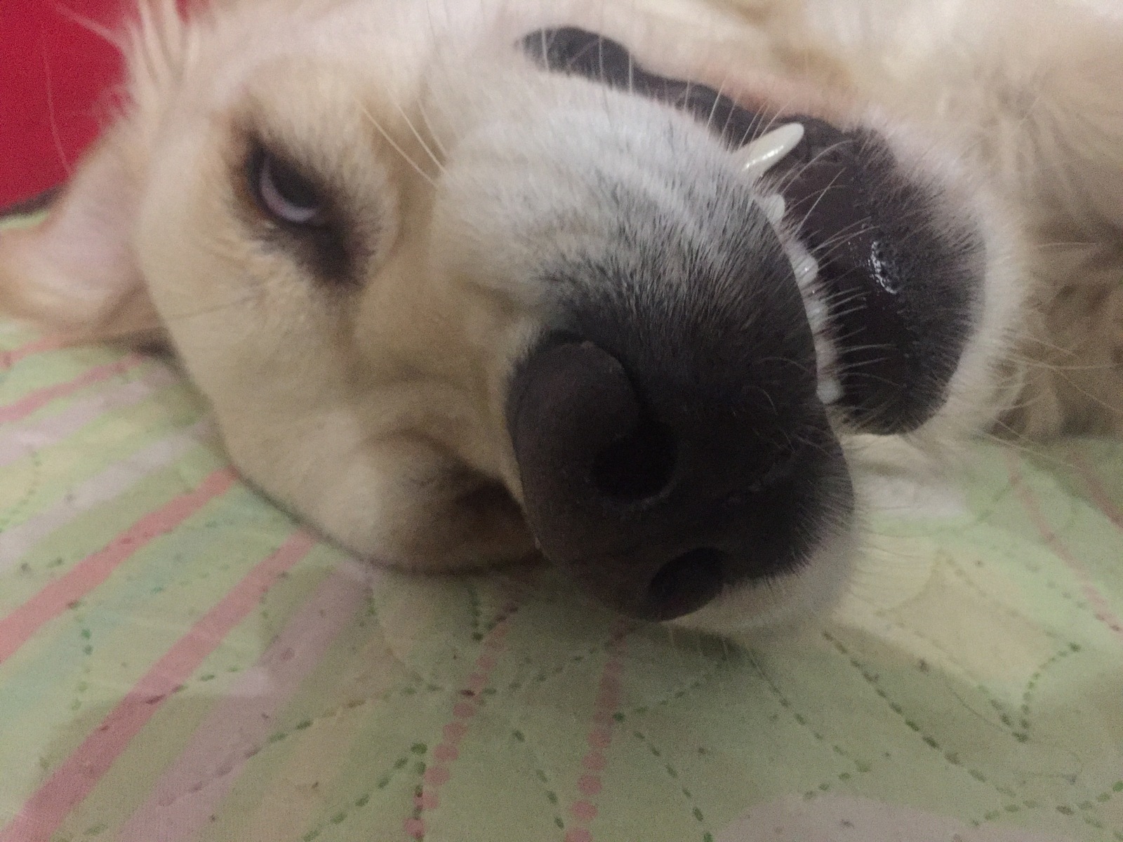 When you wake up before the alarm - My, Dog, Retriever, Dream