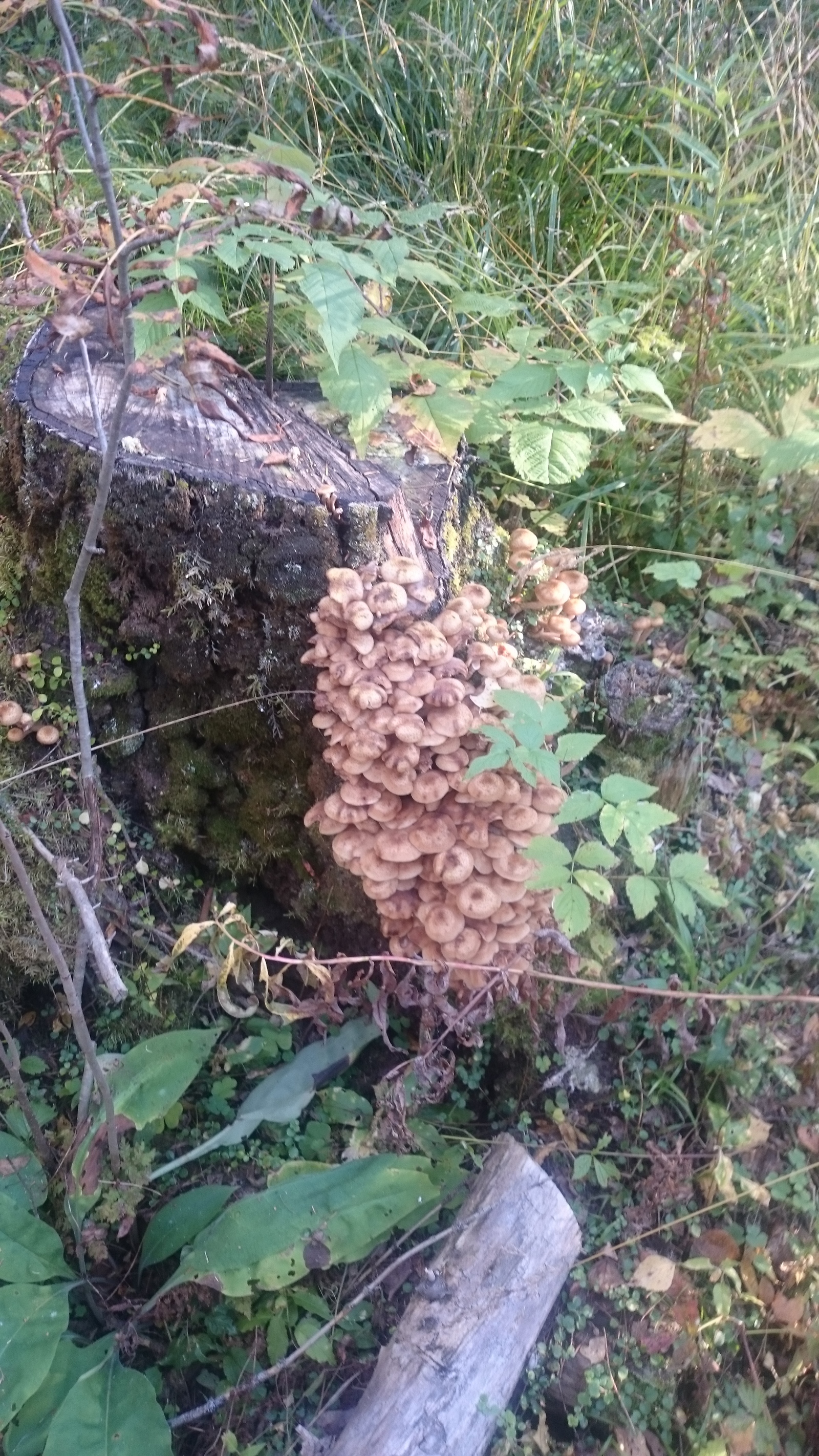 Mushrooms) - My, Mushrooms, Honey mushrooms, Nodule, Birch, Longpost