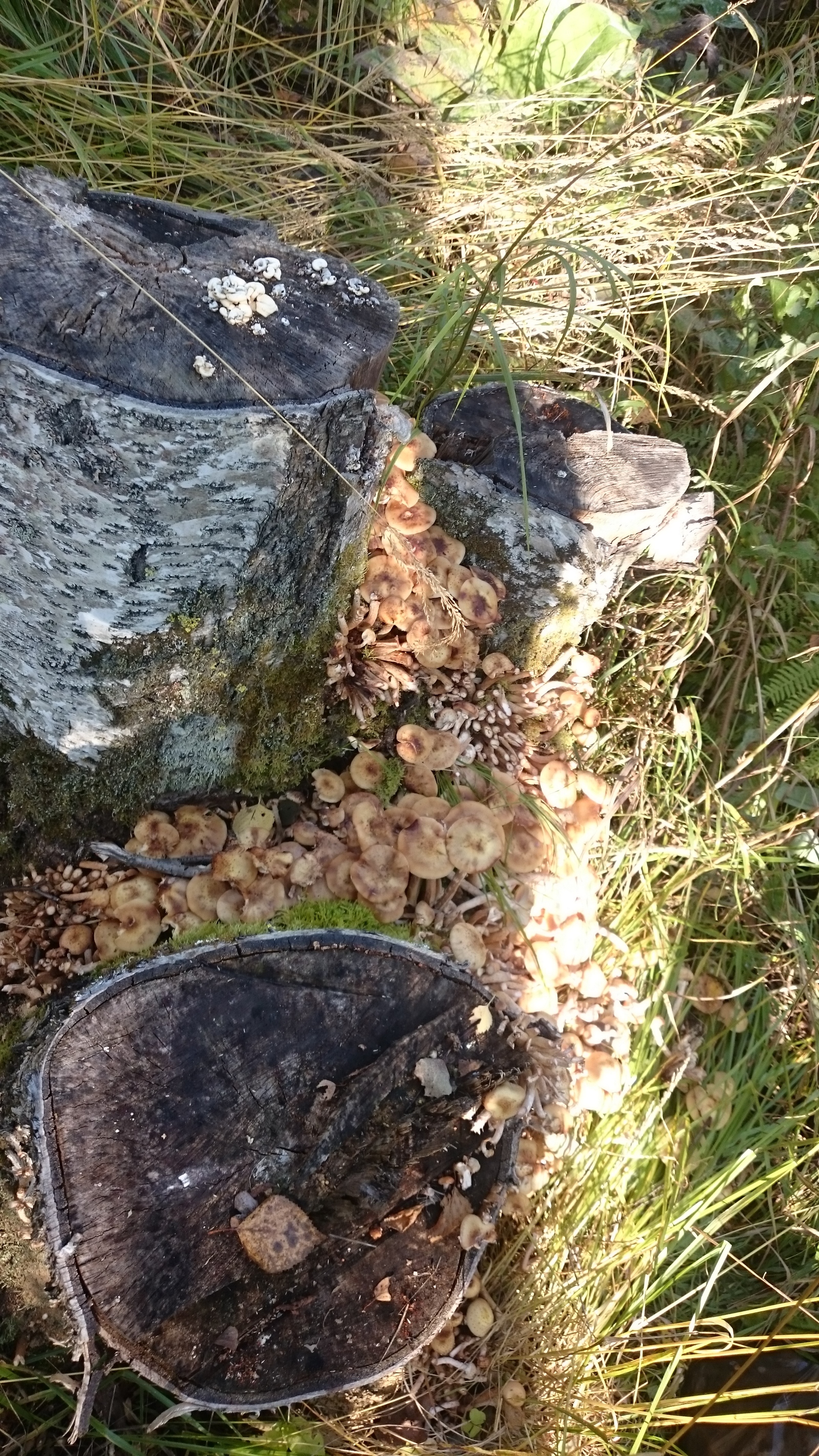 Mushrooms) - My, Mushrooms, Honey mushrooms, Nodule, Birch, Longpost