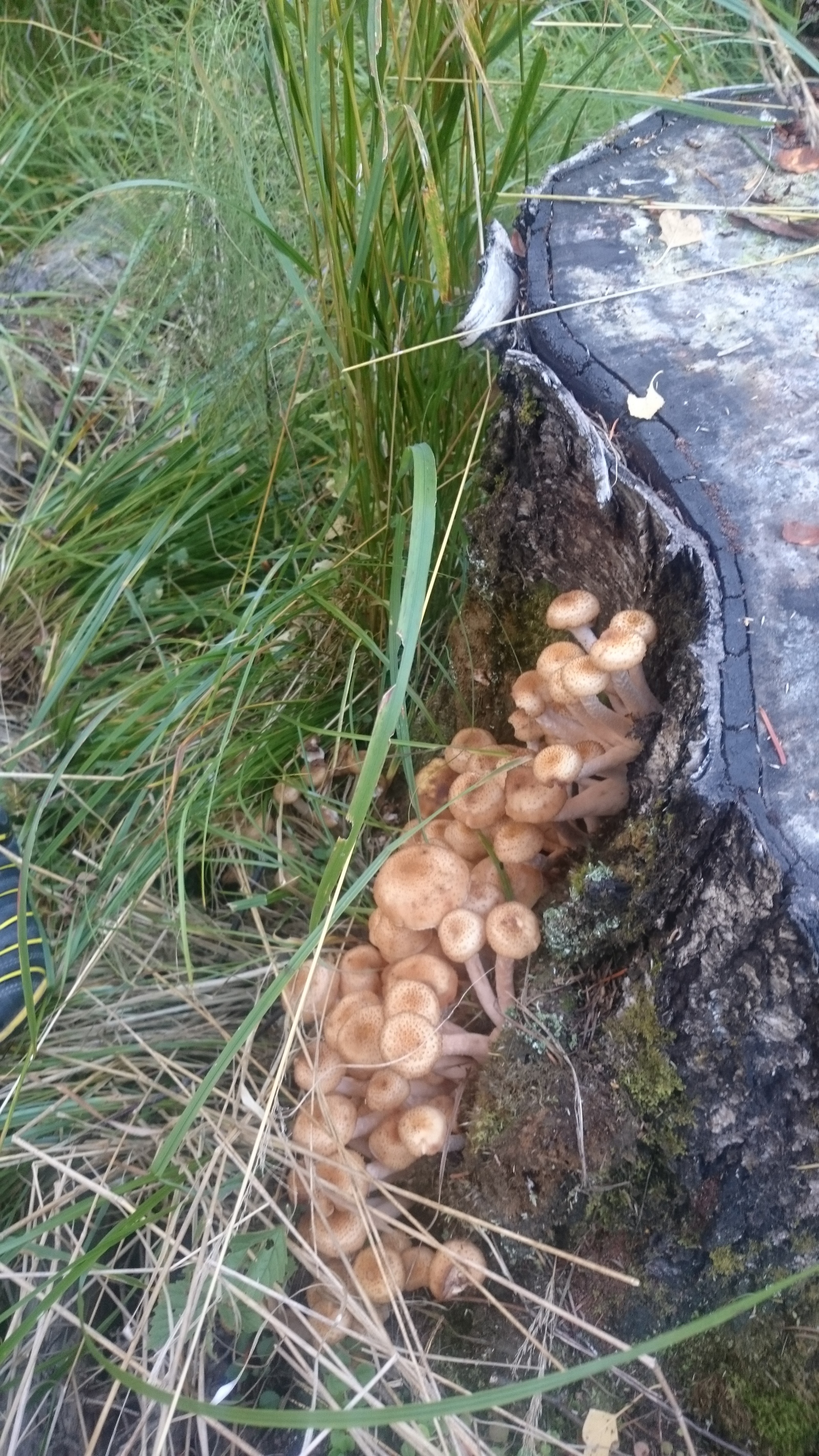 Mushrooms) - My, Mushrooms, Honey mushrooms, Nodule, Birch, Longpost