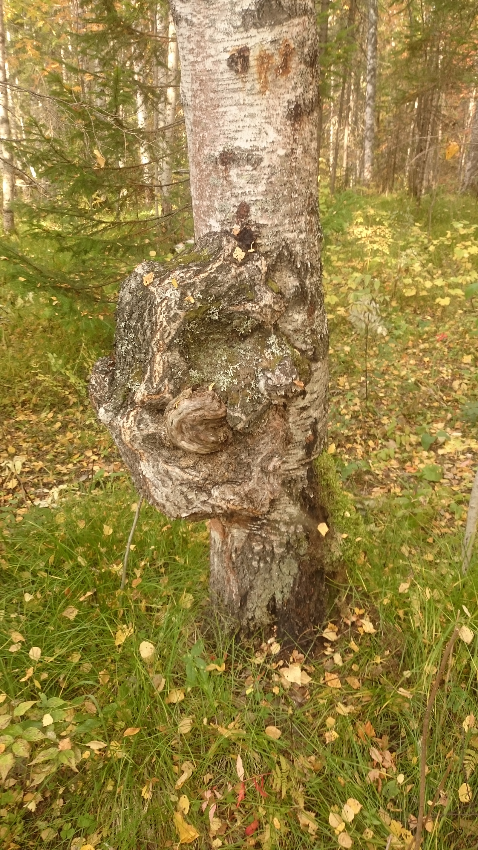 Mushrooms) - My, Mushrooms, Honey mushrooms, Nodule, Birch, Longpost