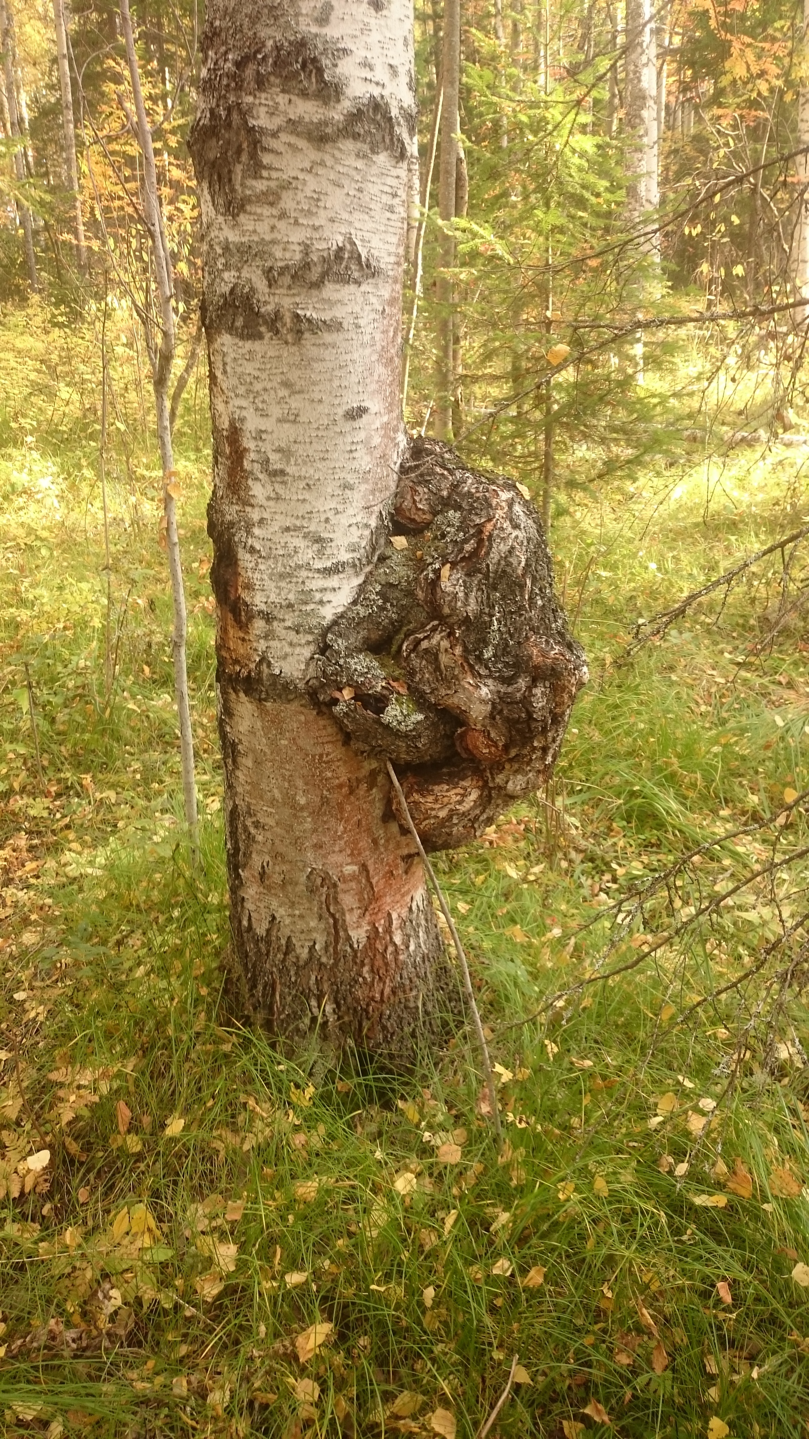 Mushrooms) - My, Mushrooms, Honey mushrooms, Nodule, Birch, Longpost