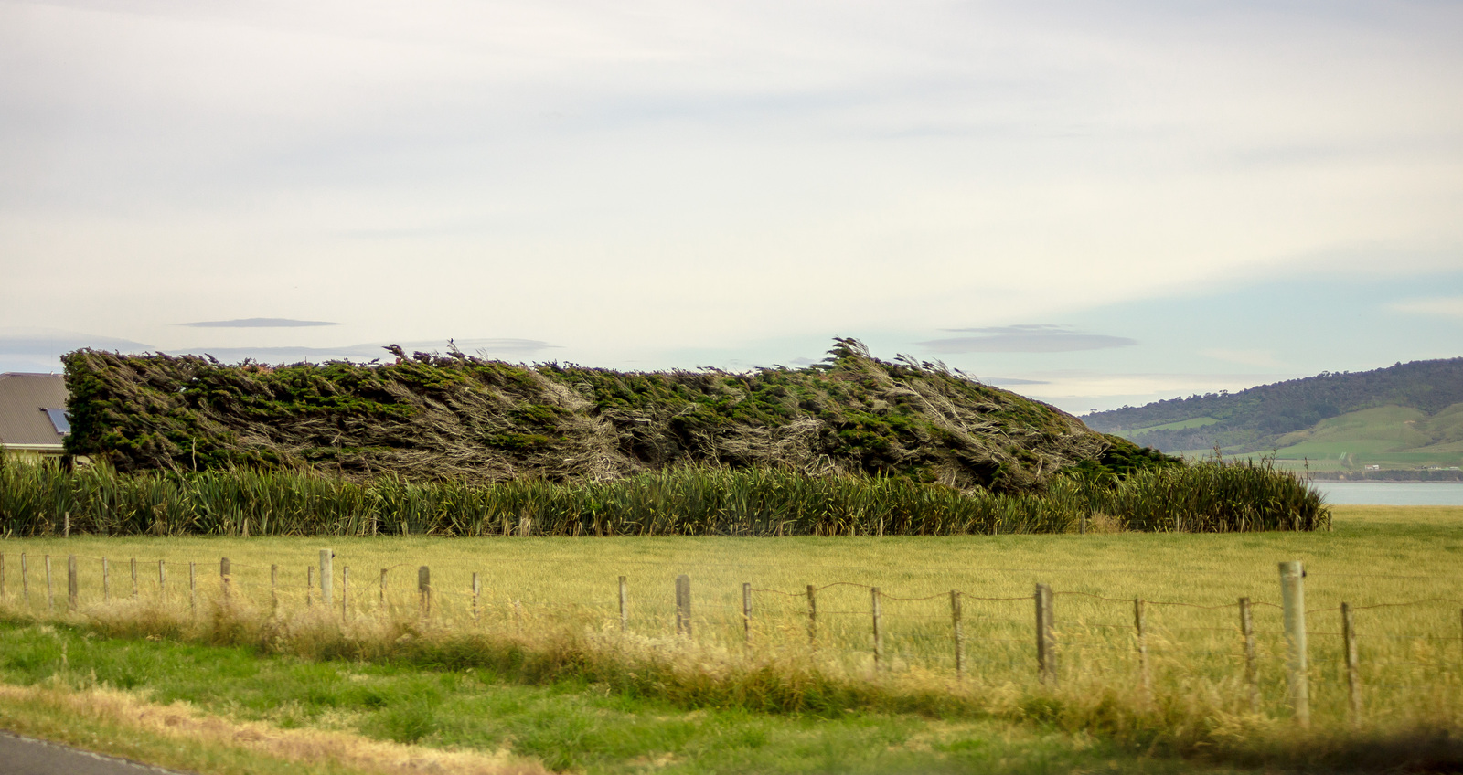 Windy - My, Photo, New Zealand, Nature