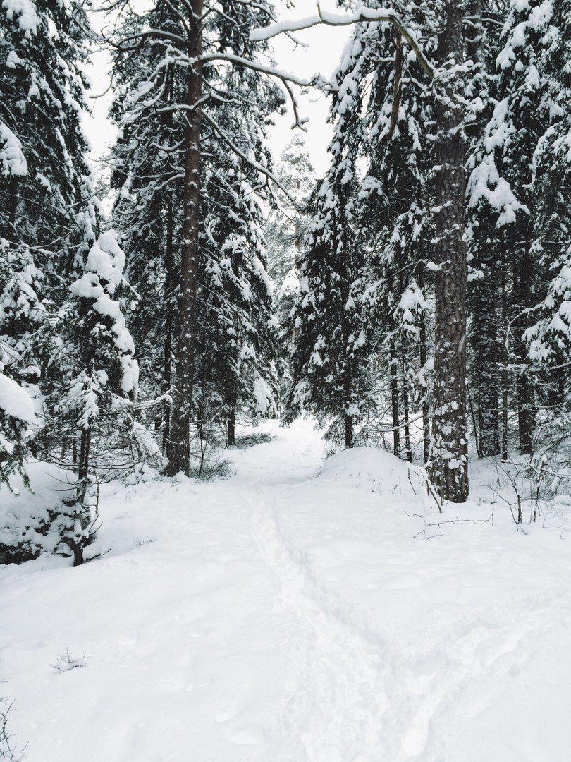 Snow-covered landscapes of Monrepos park - My, Photo, The photo, Nature, Winter, Snow, Russia, Longpost