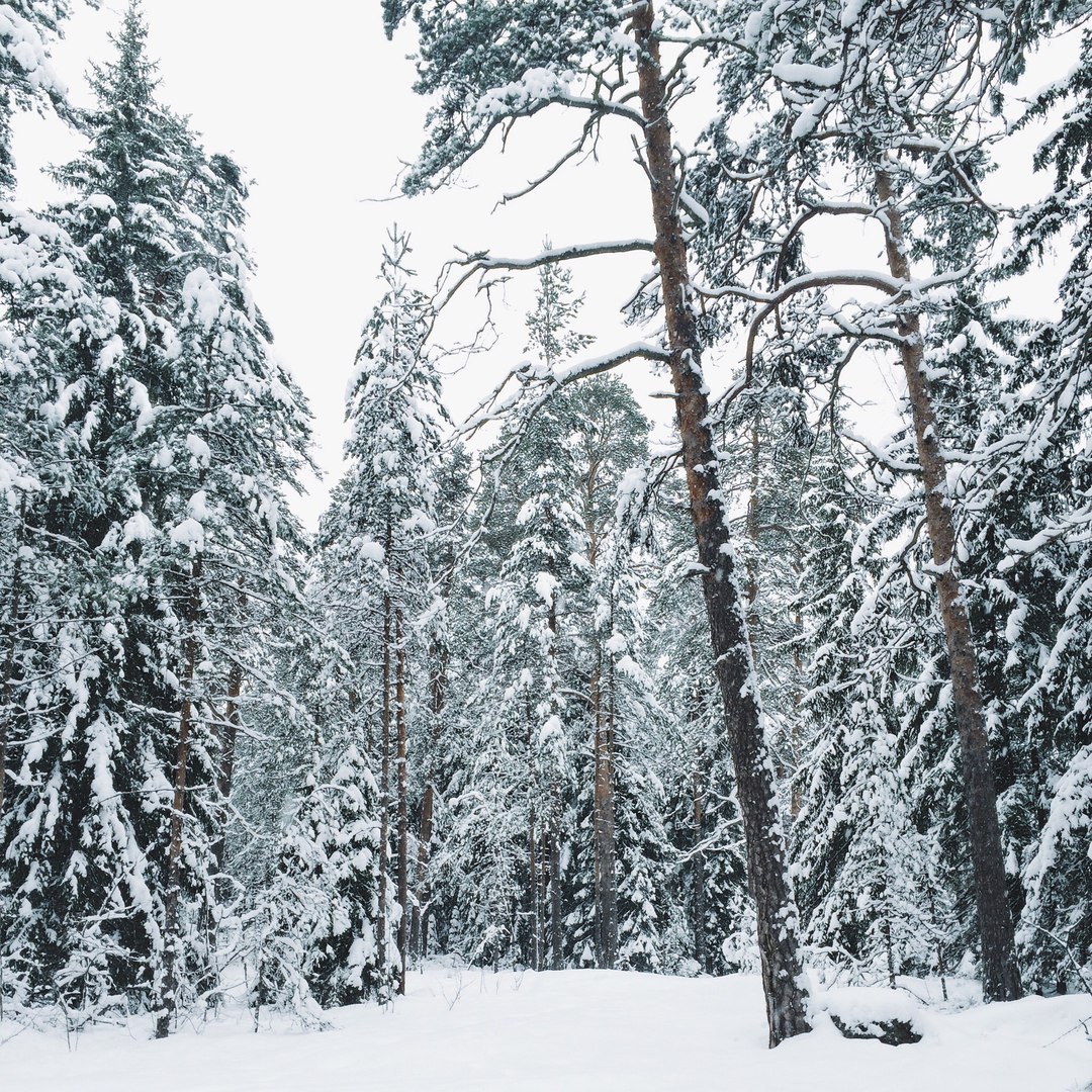 Snow-covered landscapes of Monrepos park - My, Photo, The photo, Nature, Winter, Snow, Russia, Longpost