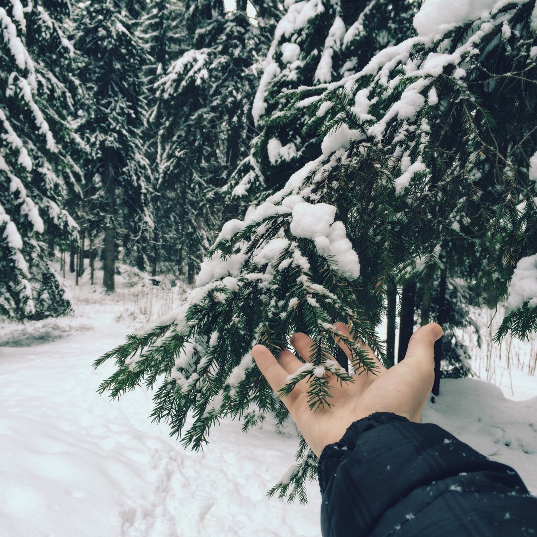 Snow-covered landscapes of Monrepos park - My, Photo, The photo, Nature, Winter, Snow, Russia, Longpost