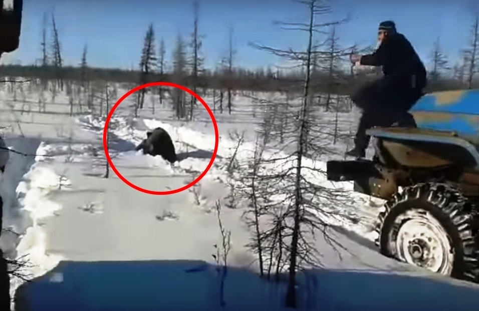 A resident of Voronezh asks the president to punish the knackers who crushed the bear with trucks - Truck, Animals, The Bears, Yakutia, Shift workers, Murder, Flailing, Video