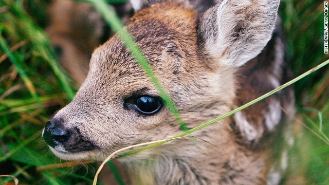 20 cutest animals in the world - Animals, Milota, Longpost