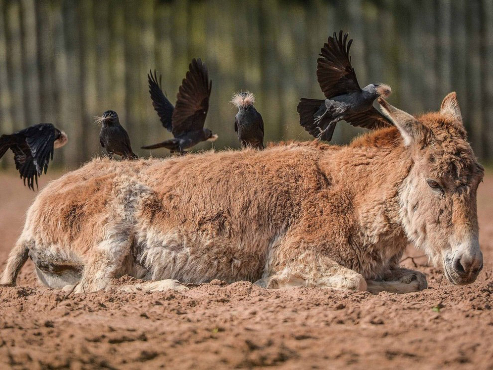 Peaceful coexistence. - Donkey, Jackdaw, Zoo