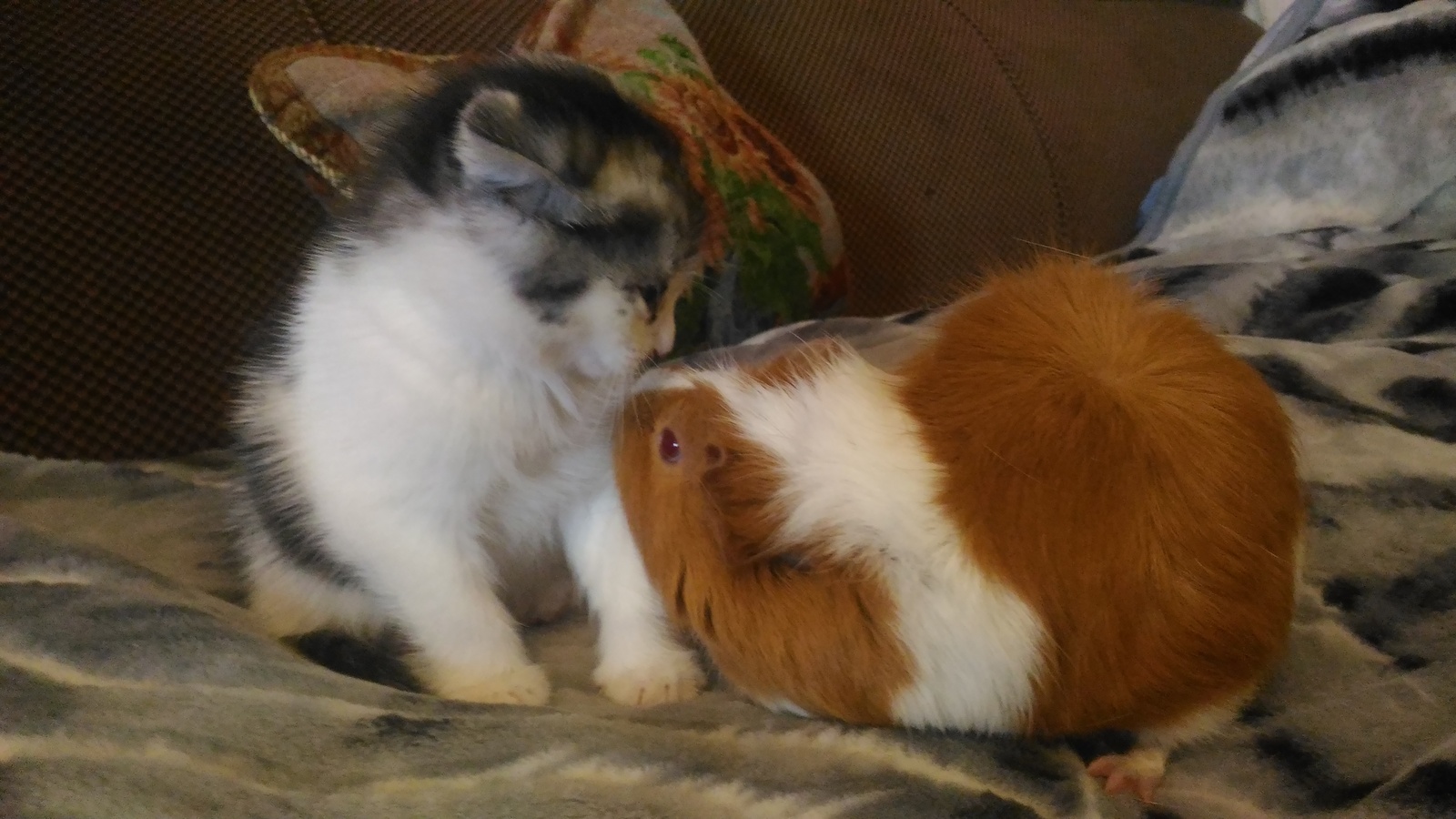 When you kiss a girl and suddenly her parents come in - My, Kiss, cat, Guinea pig, Together, Palevo