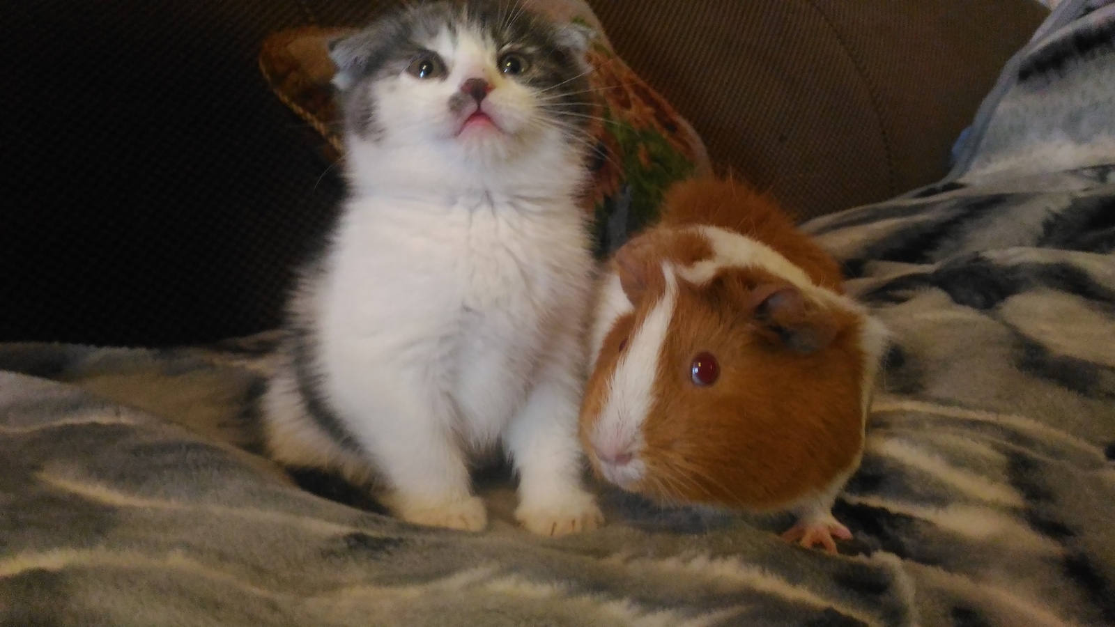 When you kiss a girl and suddenly her parents come in - My, Kiss, cat, Guinea pig, Together, Palevo