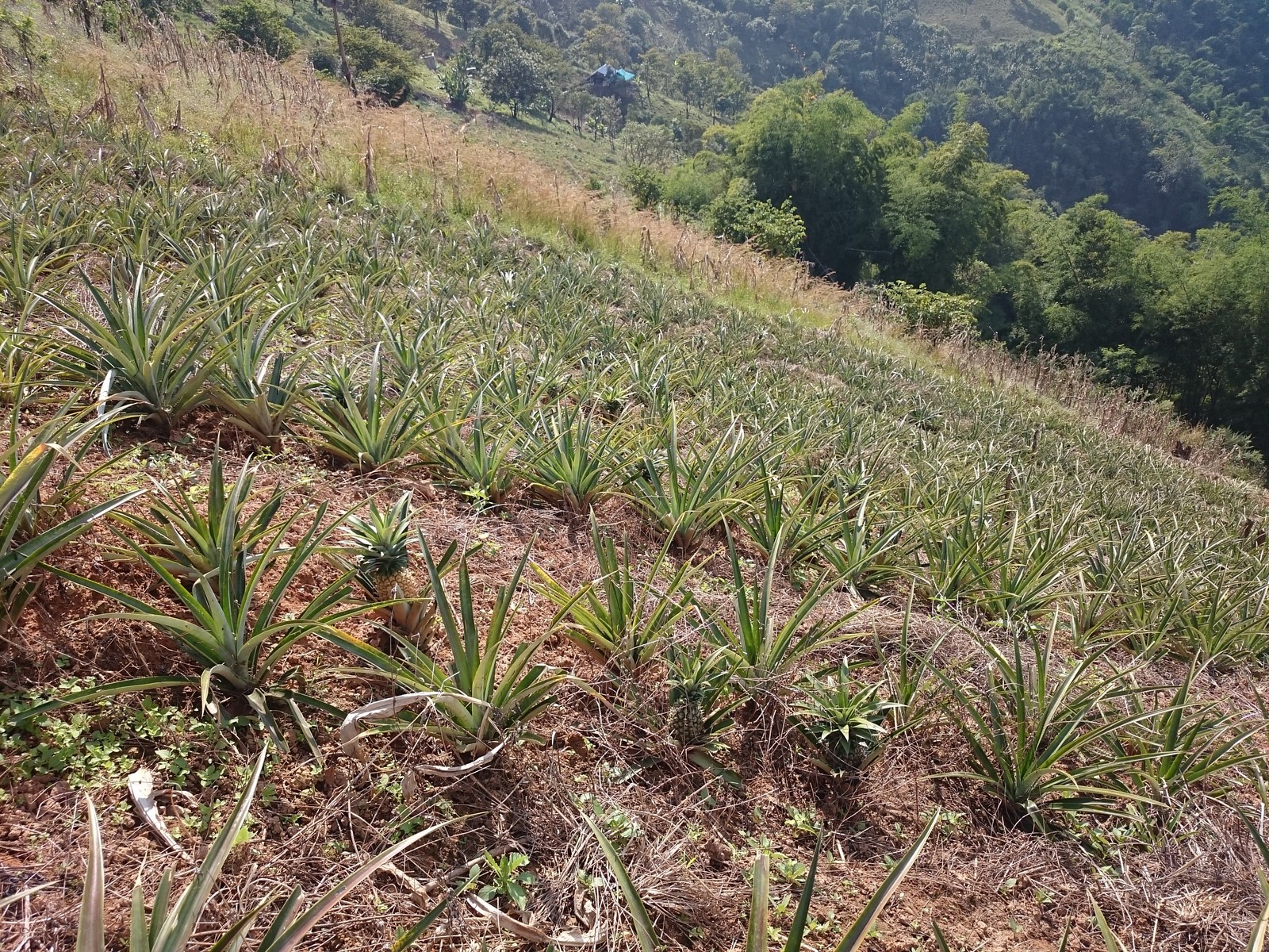 Did you know that pineapples grow in the ground? Today I saw it with my own eyes - My, Interesting, A pineapple, Photo, Фрукты