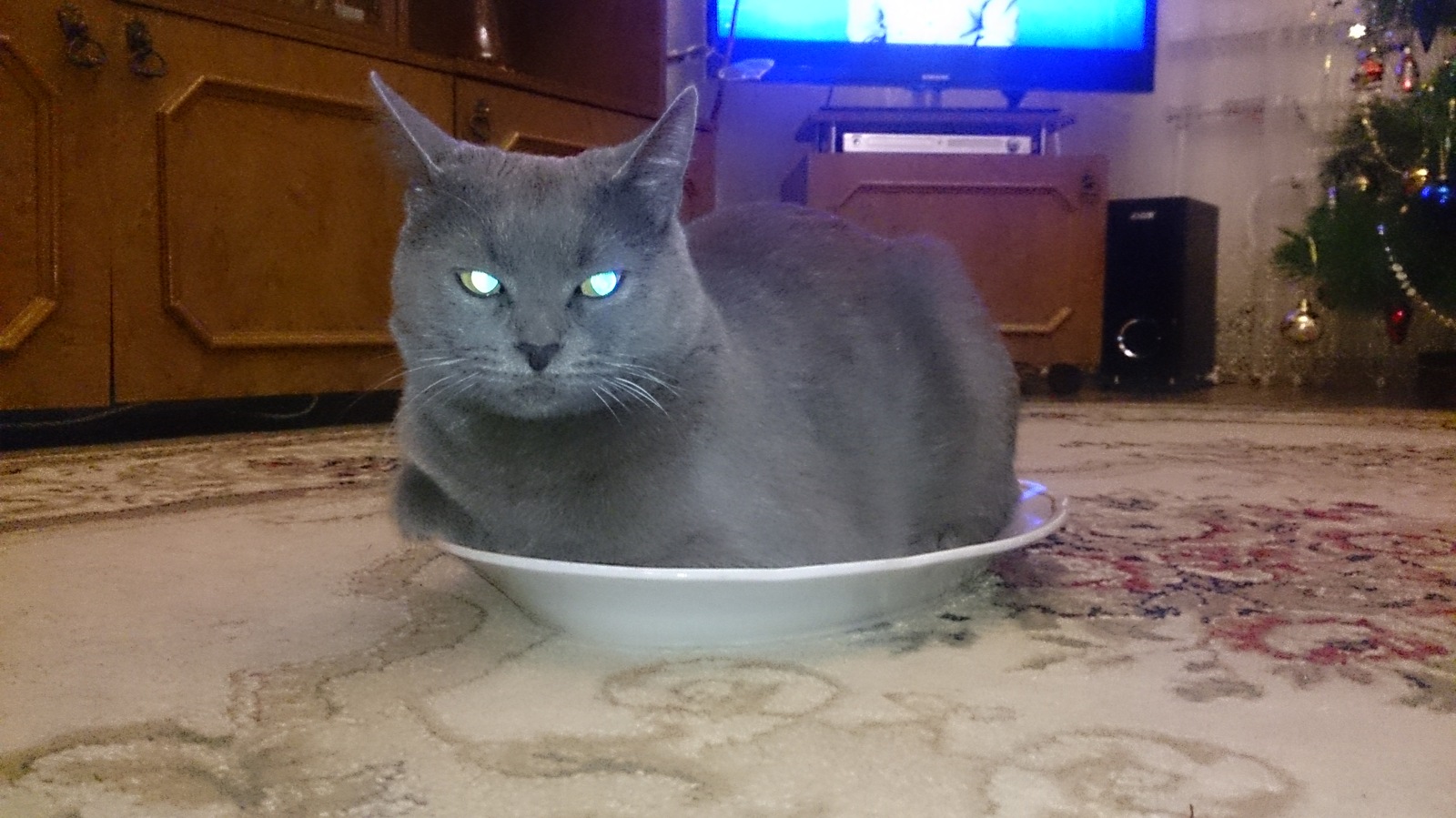 The most important decoration for the New Year's table - My, cat, Dish, Holidays, , Longpost, Table