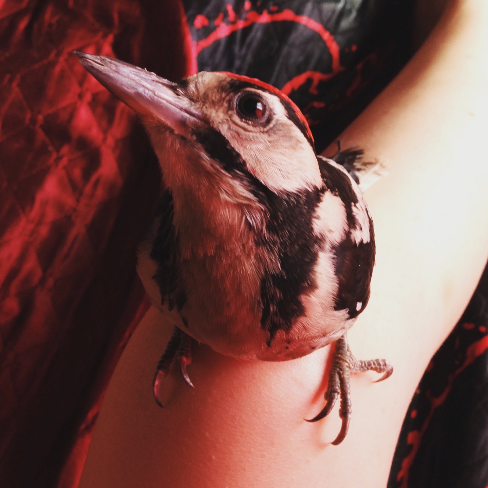 Woodpecker. Character features. - My, Woodpeckers, Woodpecker Boris, Video, Longpost