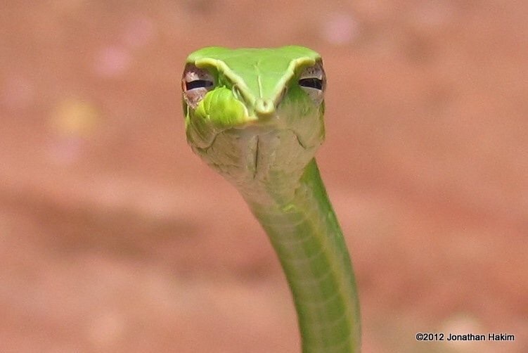 Suspicious snake! - Joke, Snake, wildlife, Humor