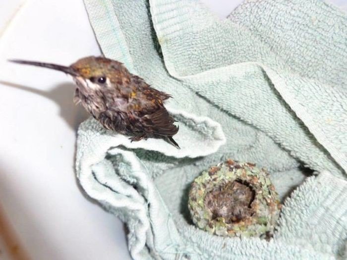 Tiny hummingbird chicks rescued by man - Hummingbird, Birds, Nest, Longpost