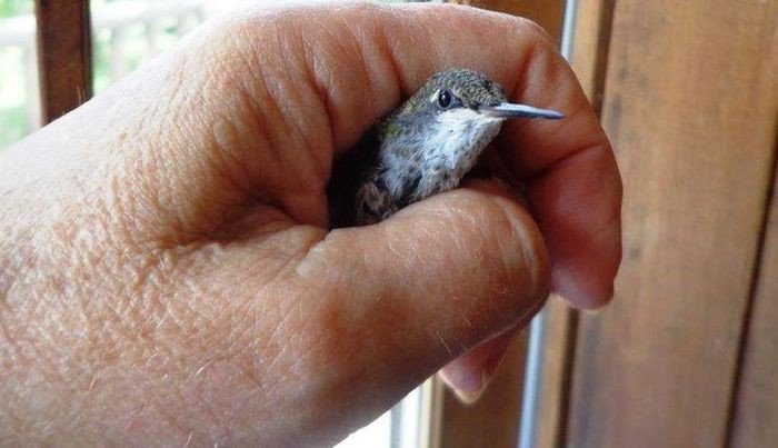 Tiny hummingbird chicks rescued by man - Hummingbird, Birds, Nest, Longpost