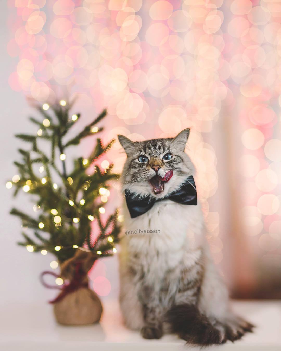 Christmas trees and moods - Christmas trees, New Year, Mood, Holidays, Longpost, Otter, cat, Animals