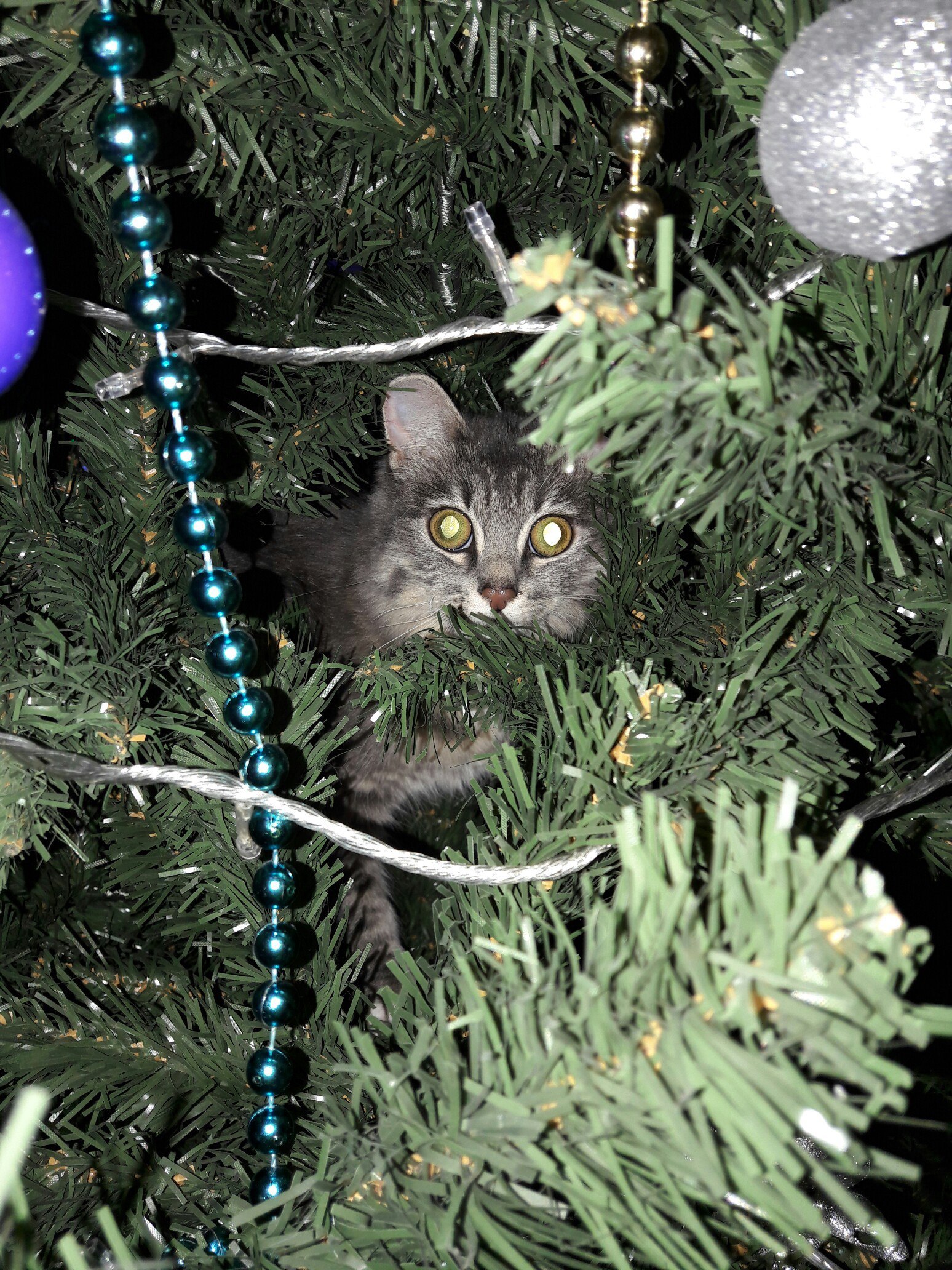 natural habitat - My, Habitat, Christmas trees, , New Year, cat, Longpost