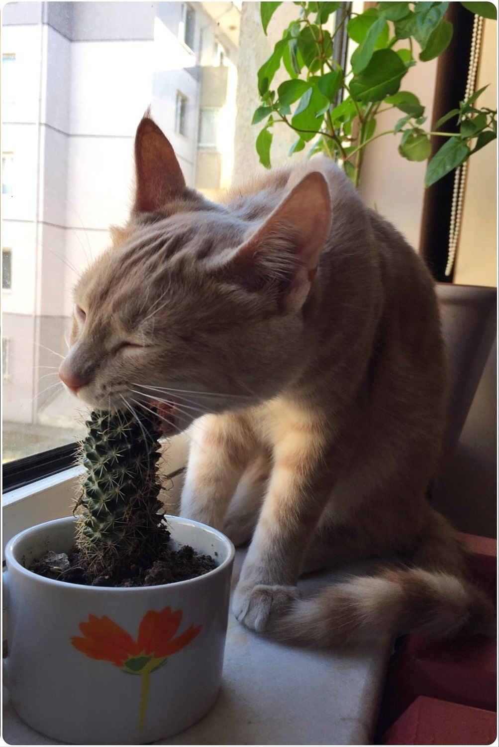 Cries, pricks, but still eats! - Photo, cat, Cactus, Longpost