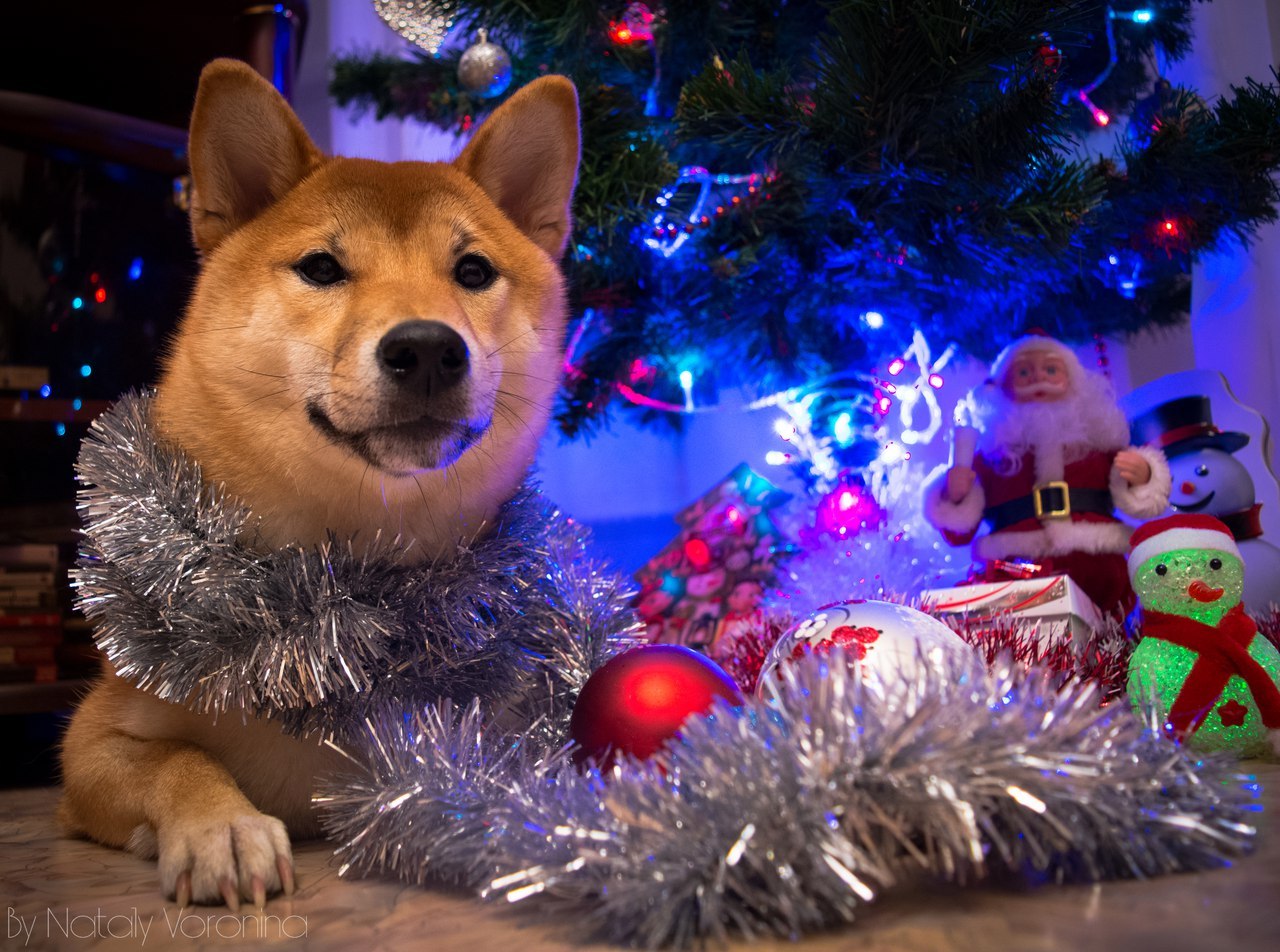 Holiday greetings! - My, Dog, New Year, Congratulation, Shiba, Shiba Inu, , Mood, Holidays