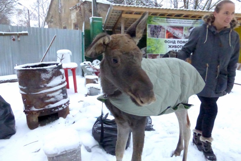 Спасённый лосёнок подружился с волком, лисой и собакой - Лось, Лосёнок, Лиса, Собака, Волк, Длиннопост