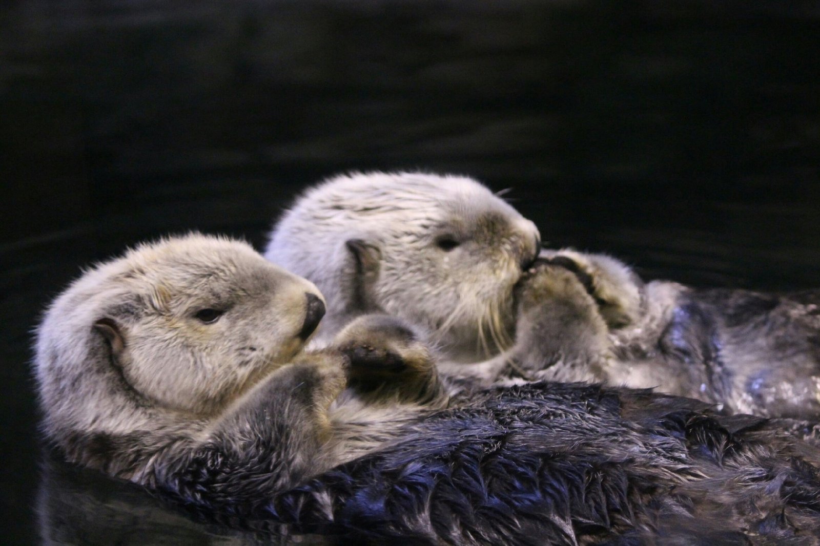 floating furry - Otter, Otters, Milota, Animals, Sea otter