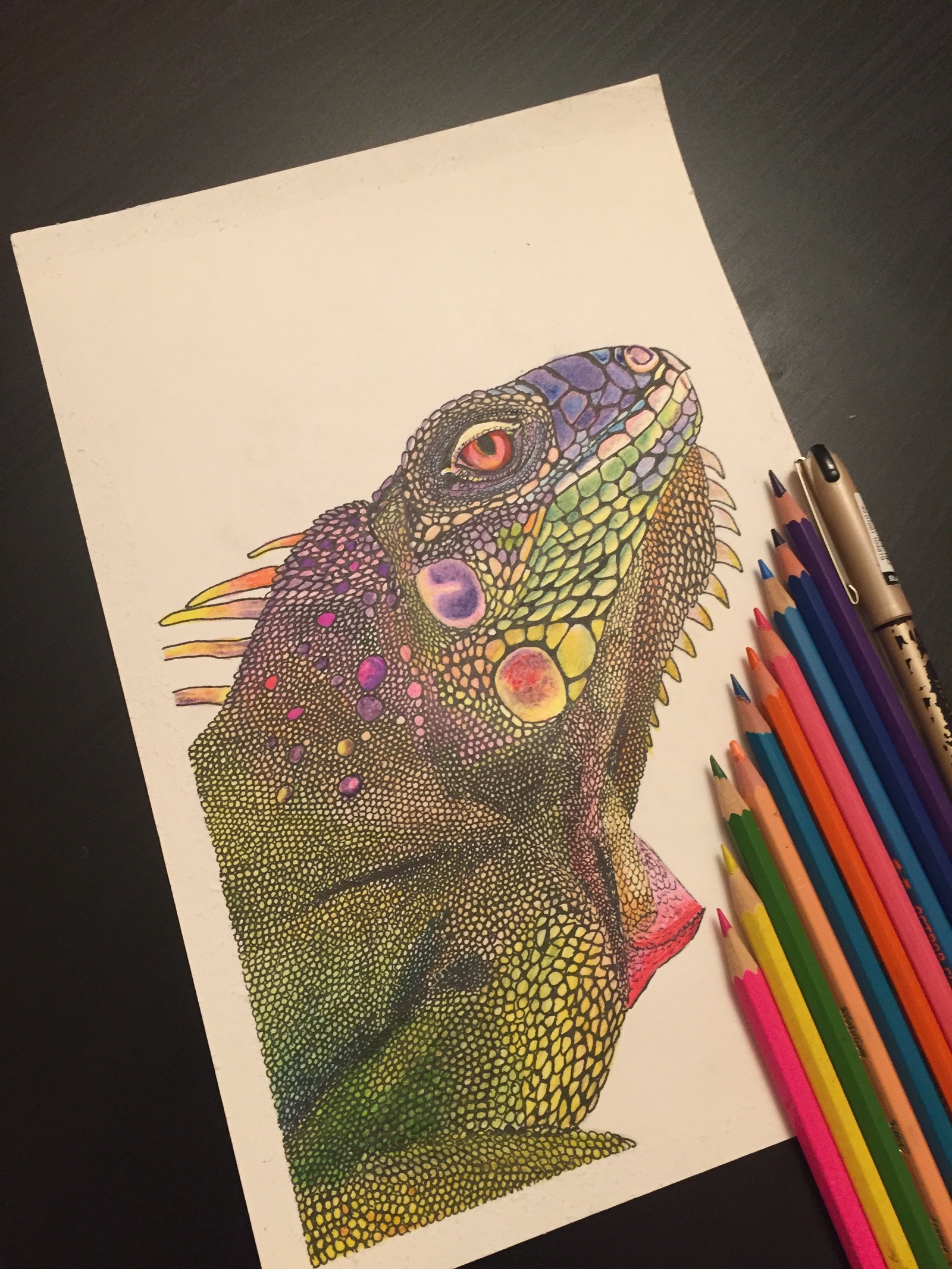 Iguana - My, Iguana, Colour pencils, Drawing, Longpost