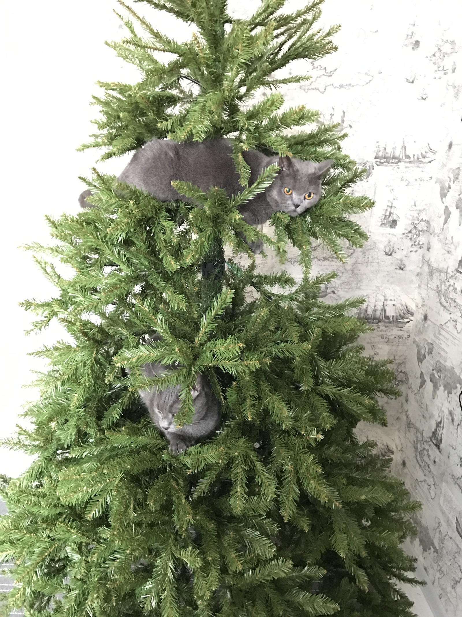 How we collected the Christmas tree! - My, cat, Christmas trees, Christmas decorations, jersey, Fluffy, Longpost