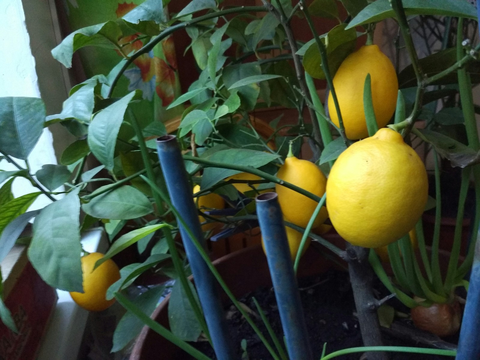 Grandma grew full-fledged lemons from an ornamental tree.) - My, Lemon, , , Grandmother