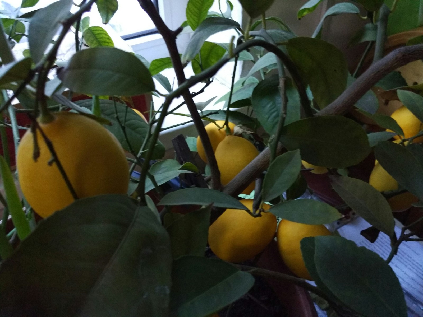 Grandma grew full-fledged lemons from an ornamental tree.) - My, Lemon, , , Grandmother