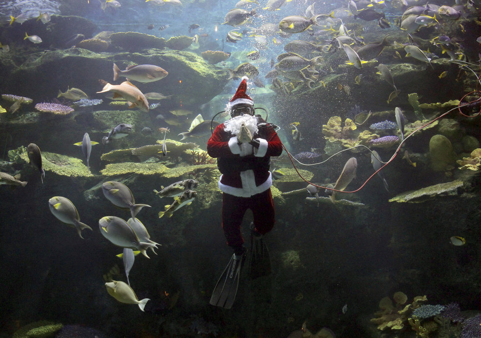 Holiday greetings! - Aquarium, A fish, New Year