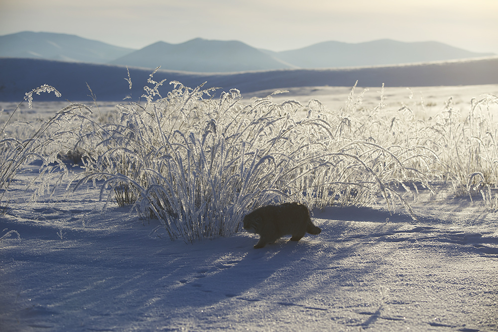 Fluffy manul to you in the outgoing year!) Good luck and optimism, friends, Happy New Year! - Pallas' cat, Valery Maleev, New Year