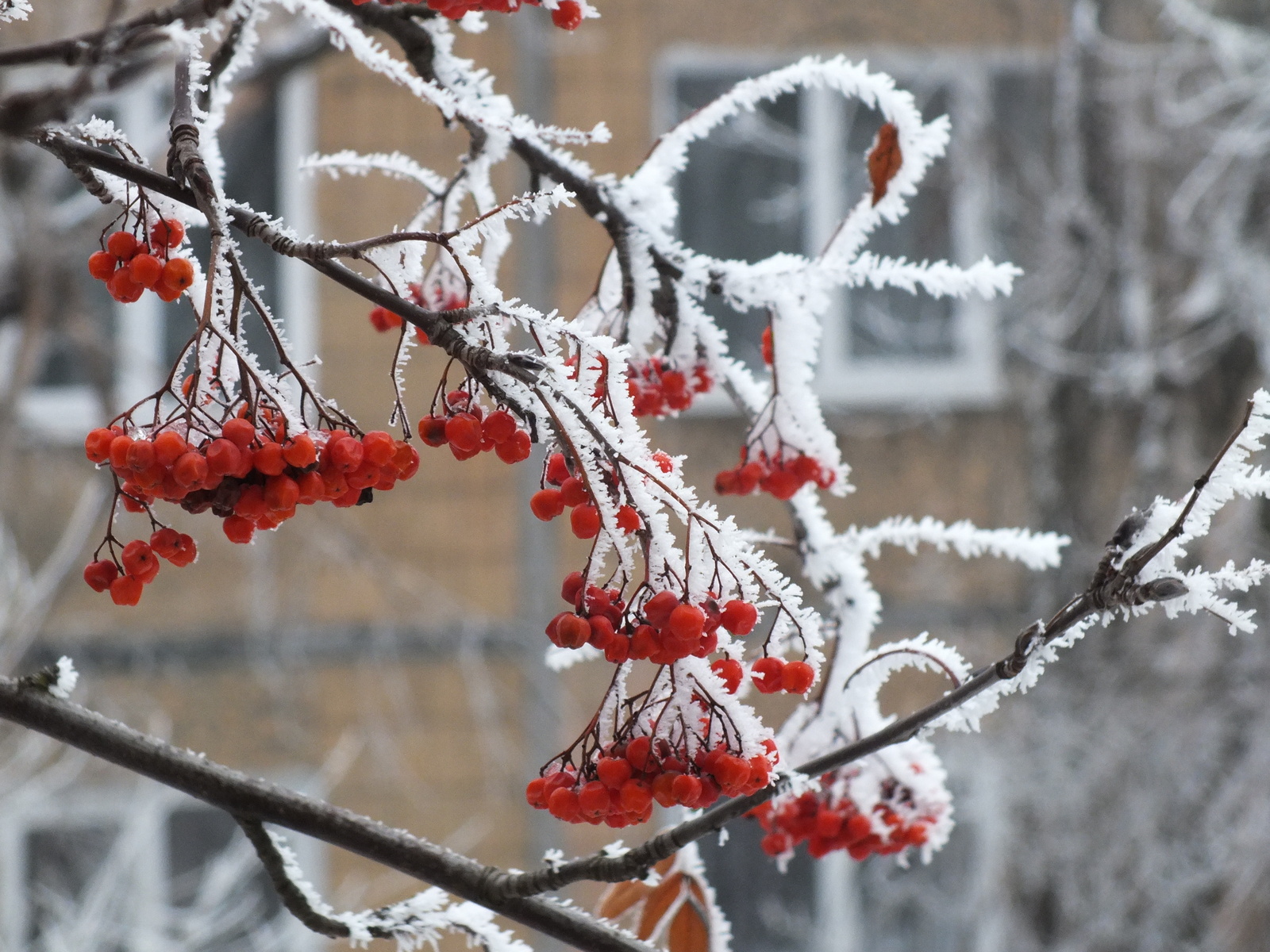 Greetings from winter Donetsk - My, Donetsk, Winter, Frost, Snow, Photo, , beauty