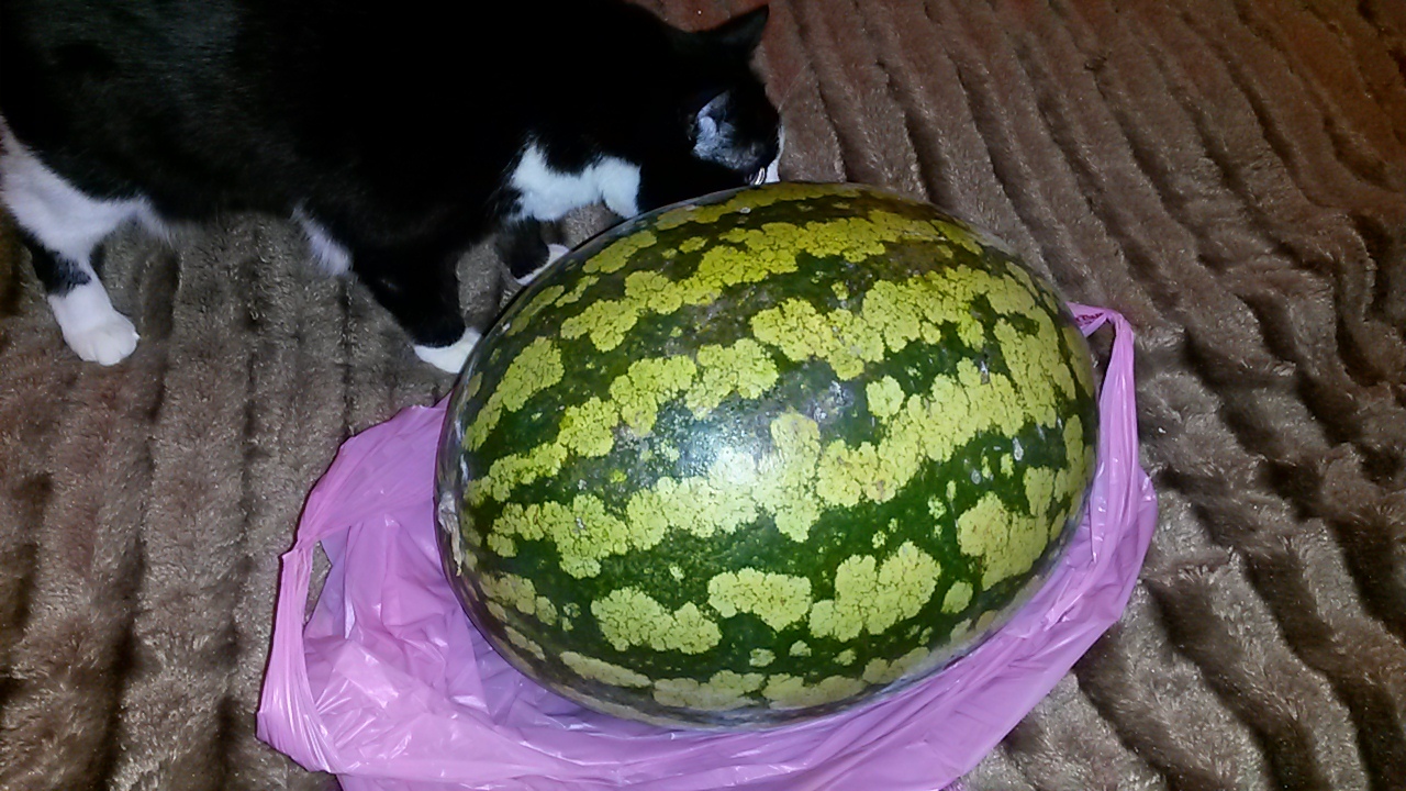 My watermelon for New Years. - My, Watermelon, New Year, Stock, Yummy