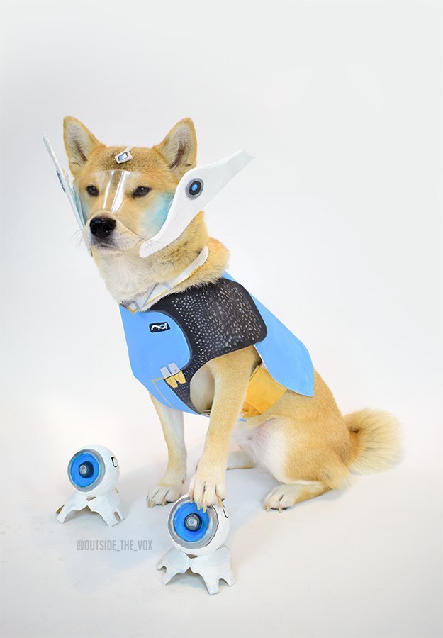 Again cute dog ^_^ - Overwatch, Symmetra, Dog, Cosplay, Longpost