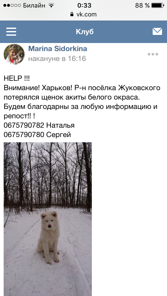 Let's help the owners! - Help, Kharkov, The dog is missing, Akita inu