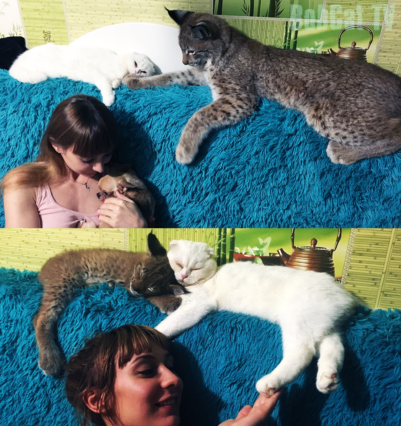 After and Before :) The lynx has grown noticeably - My, Lynx, Katyavaleeva, Hannah, cat, Scottish lop-eared