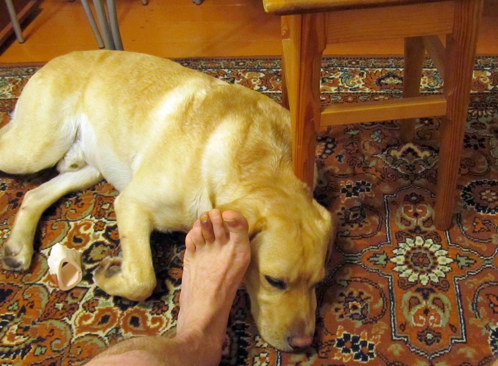 Рыжий упырь, нога и табуретка. | Пикабу