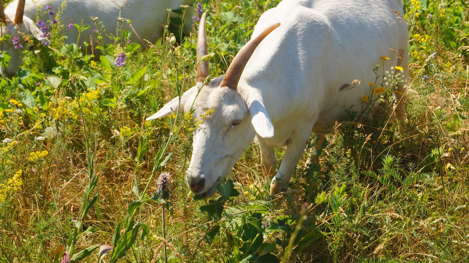 Well in the village in summer - My, Dog, Goat, Summer, First post, Photo, Longpost