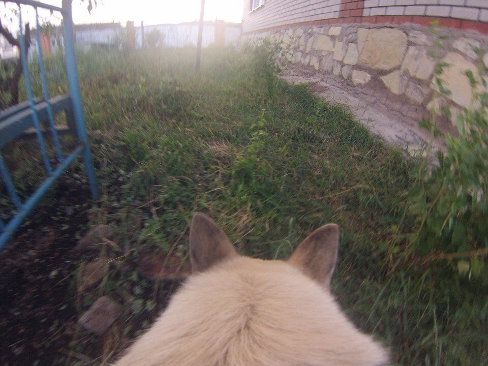 Well in the village in summer - My, Dog, Goat, Summer, First post, Photo, Longpost