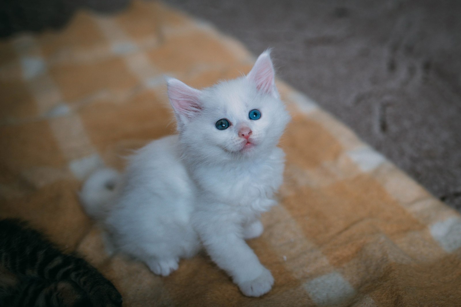 Another Maine Coon - Cassandra - My, Maine Coon, cat, The photo, Longpost