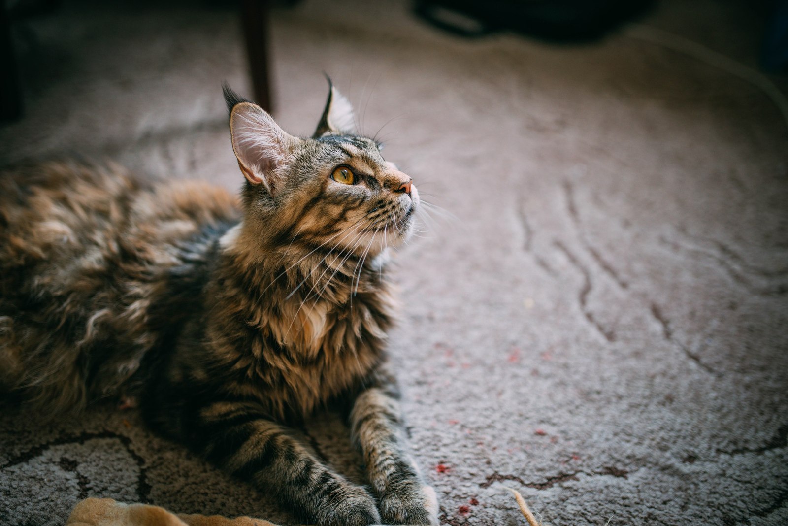 Another Maine Coon - Cassandra - My, Maine Coon, cat, The photo, Longpost