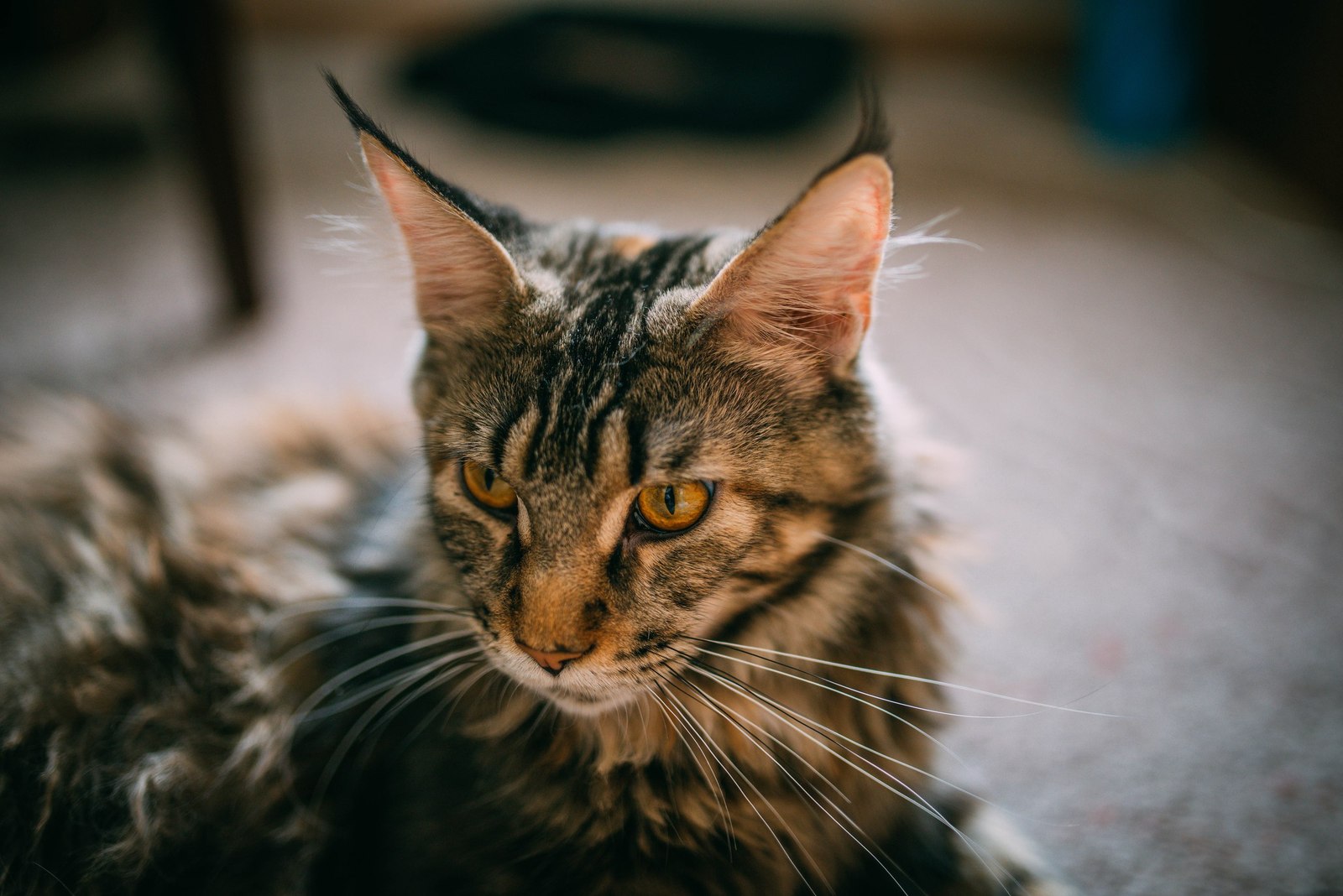 Another Maine Coon - Cassandra - My, Maine Coon, cat, The photo, Longpost