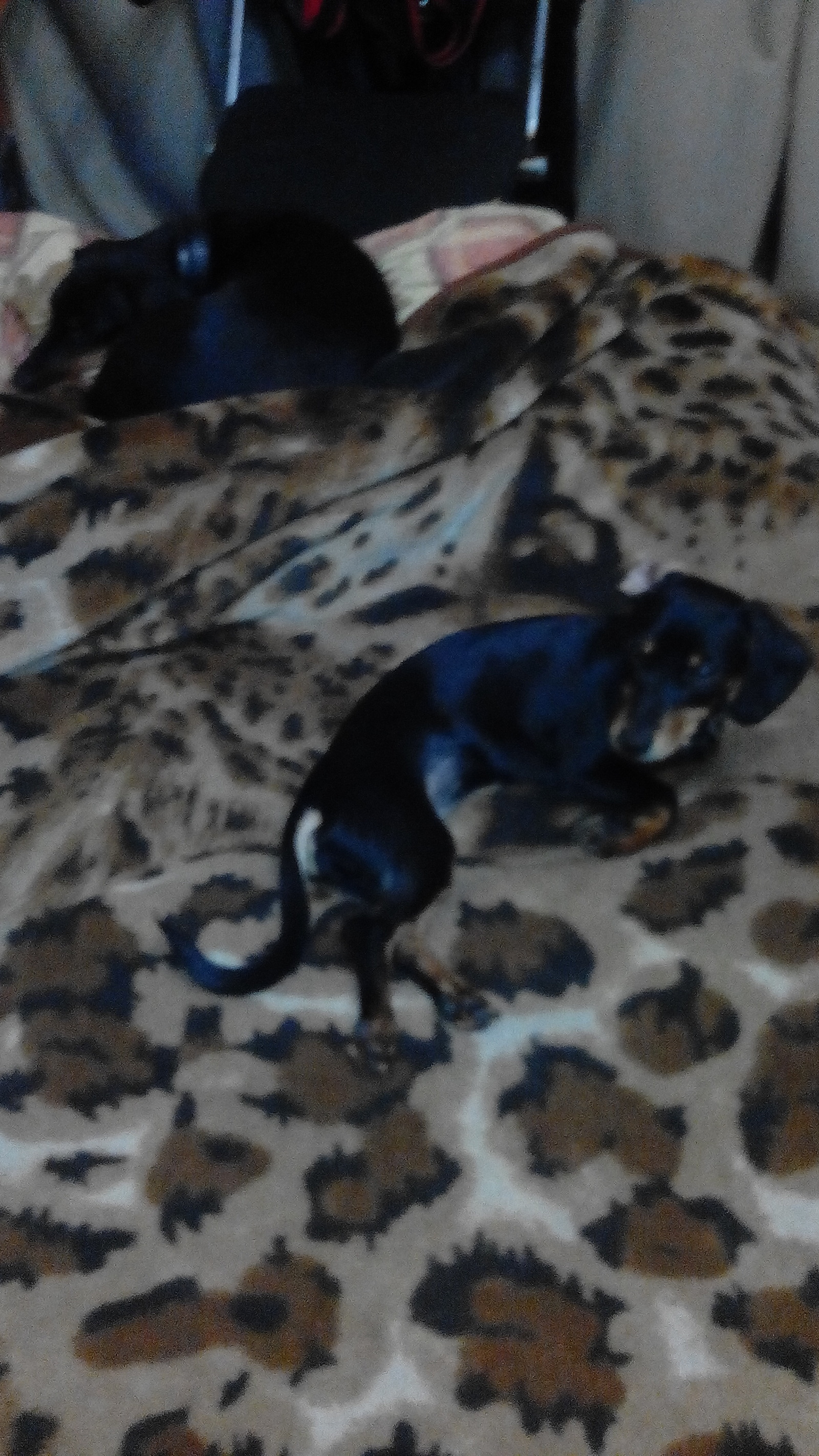 Lost dachshund mestizo - My, The dog is missing, Found a dog