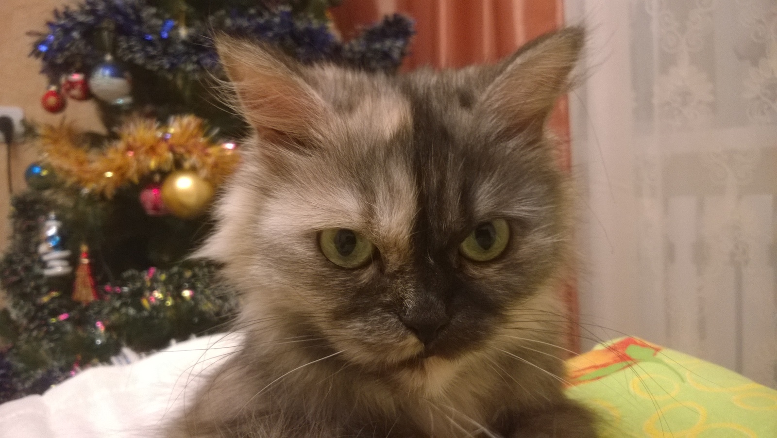 On the theme of Christmas cats - My, cat, My, New Year, Photo