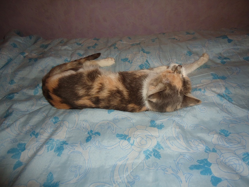 My personal Cotoland 57 - My, cat, Cotoland, Shelter, Lipetsk, Kindness, Help, Longpost, Shelter Cotoland