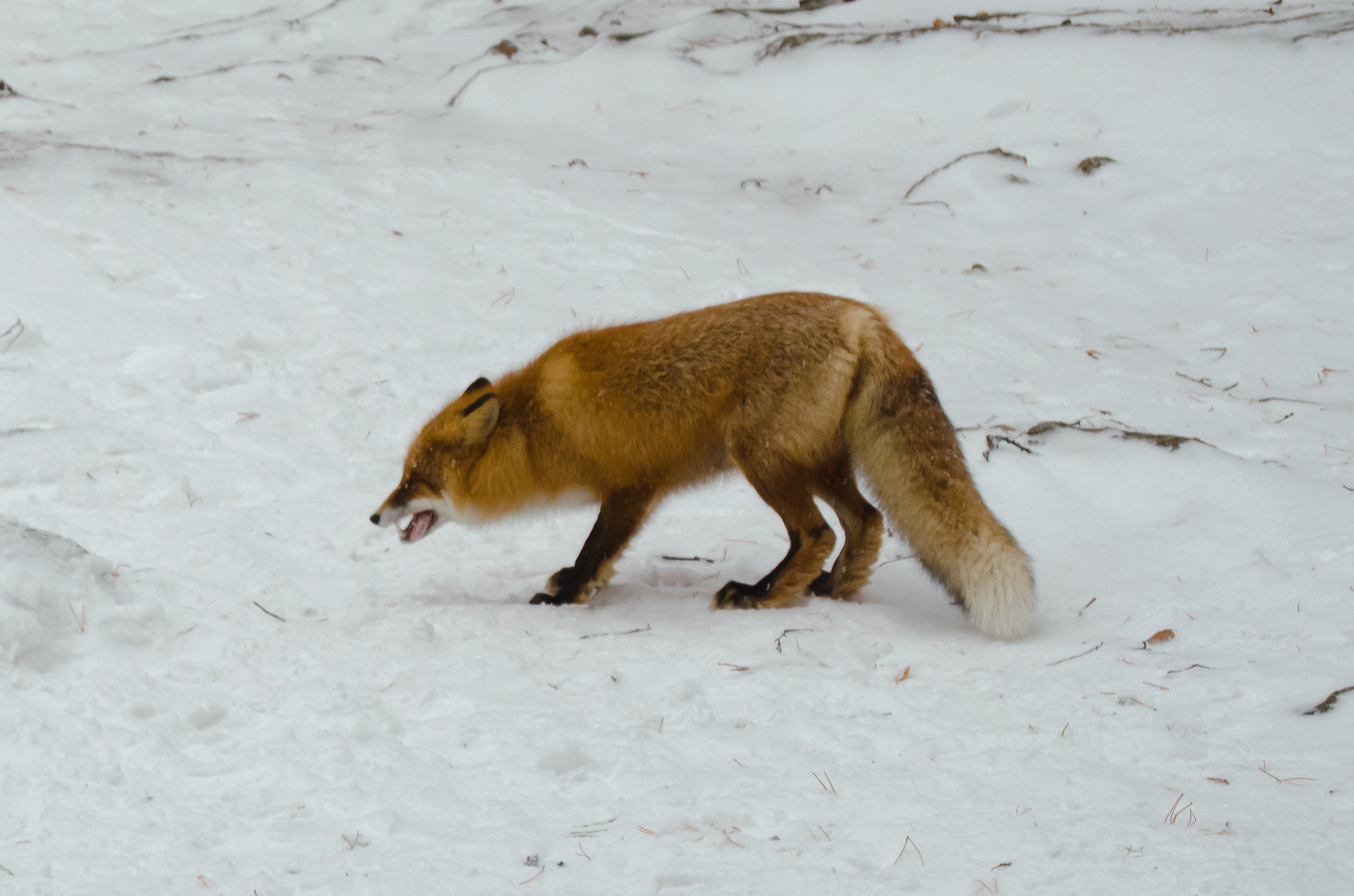 Fox on the Krasnoyarsk Pillars - My, Fox, Krasnoyarsk pillars, Krasnoyarsk, Winter, Nature, Video, Longpost