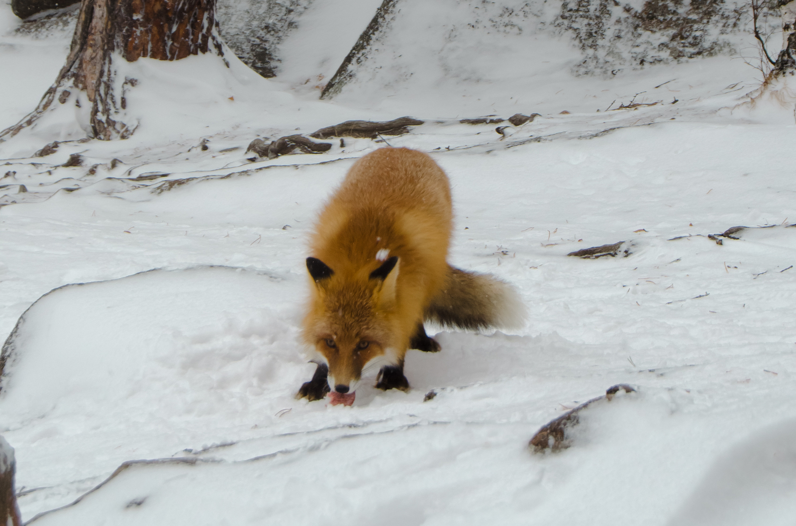 Fox on the Krasnoyarsk Pillars - My, Fox, Krasnoyarsk pillars, Krasnoyarsk, Winter, Nature, Video, Longpost