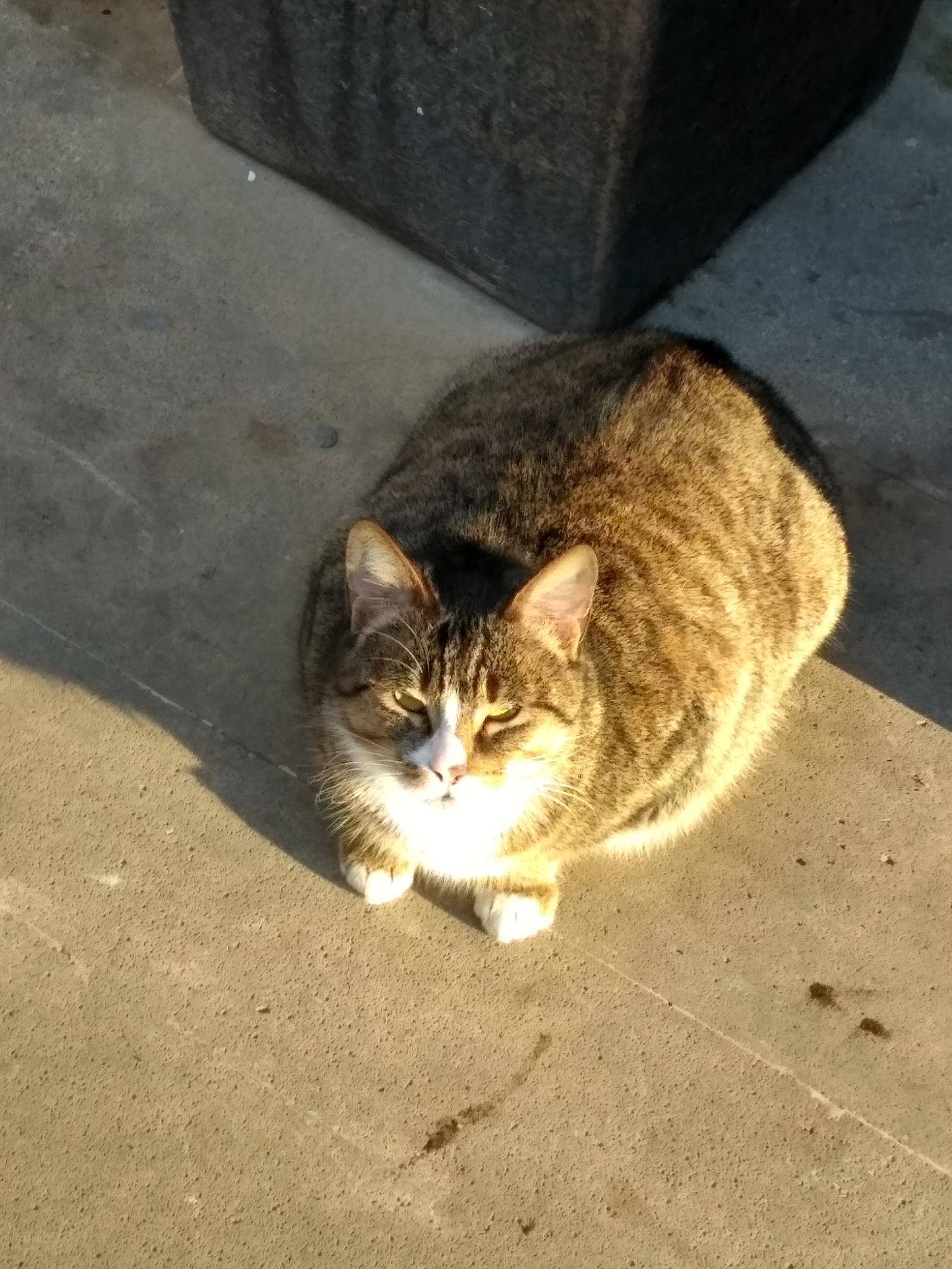 Here is such a puzatik on duty near our store all the time ^^ - cat, Photo